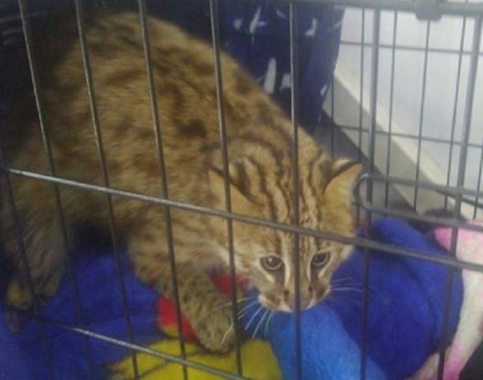 Неудачная охота дикого кота на кур в Приморье обернулась для него наблюдением у ветеринара