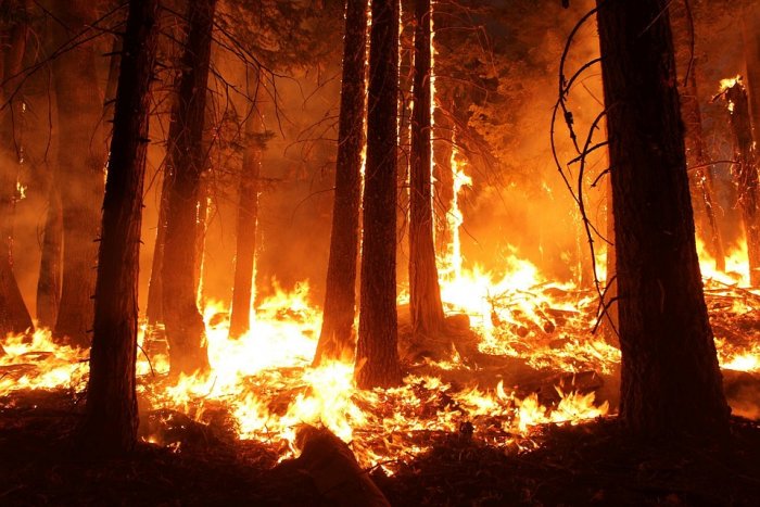 В ЕАО "черные лесорубы" за два года вырубили леса стоимостью около 36 млн рублей