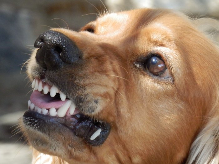 В Бурятии 37 тыс. рублей компенсации придется заплатить хозяйке агрессивной собаки