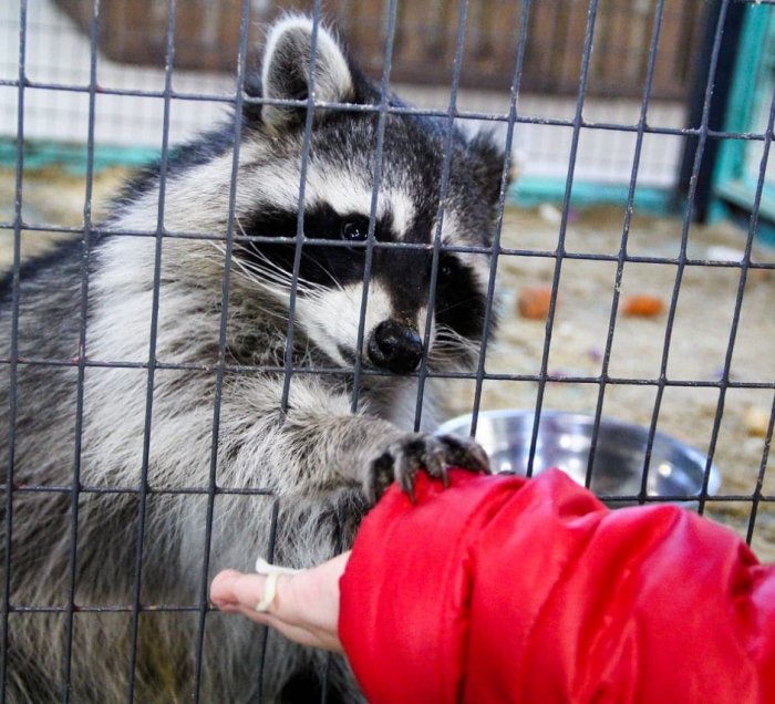 Контактный зоопарк Читы попросил жителей города помочь продуктами для зверей