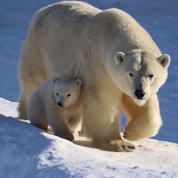Имя белому медвежонку в Якутии предлагают посетители зоопарка