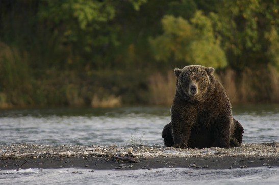 "Каждый день приходит, как на работу", - дачники на Сахалине жалуются на назойливого медведя