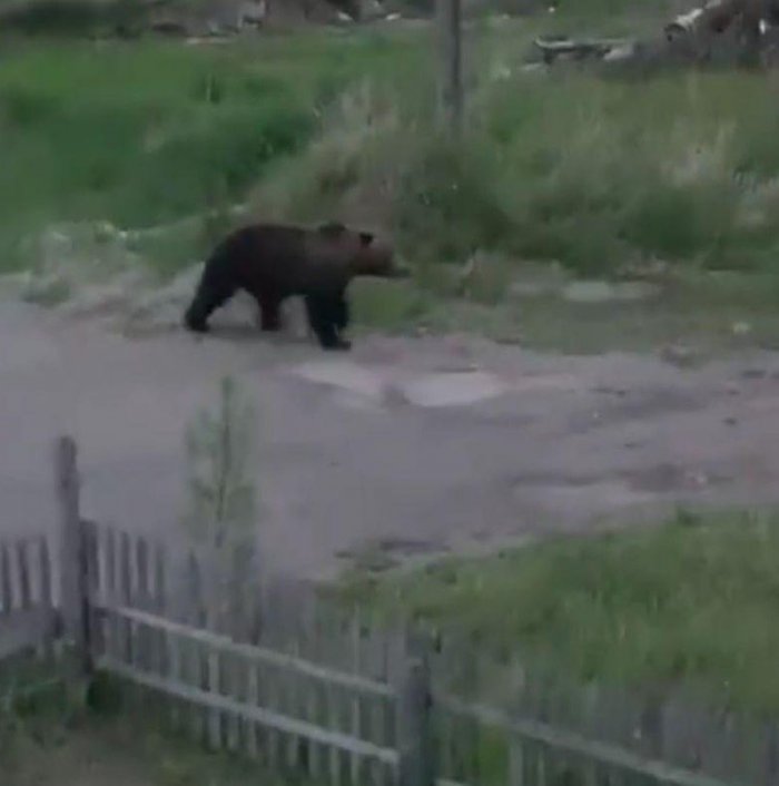 В одном из районов Магадана гулял медведь