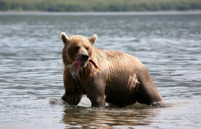 На Сахалине медведи попрошайничают на дорогах - путь к рекам им закрыли заводы и браконьеры