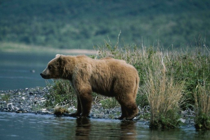 "Каждый день приходит, как на работу", - дачники на Сахалине жалуются на назойливого медведя