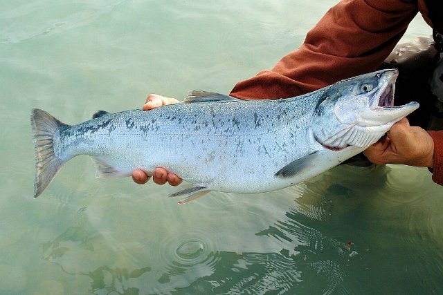 Во время лососевой путины нет недорогой свежей рыбы в магазинах Камчатки