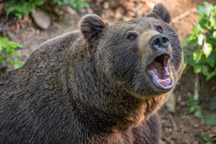 Магаданские охотоведы припугнули медведя, который устроил пир неподалеку от пятиэтажек облцентра
