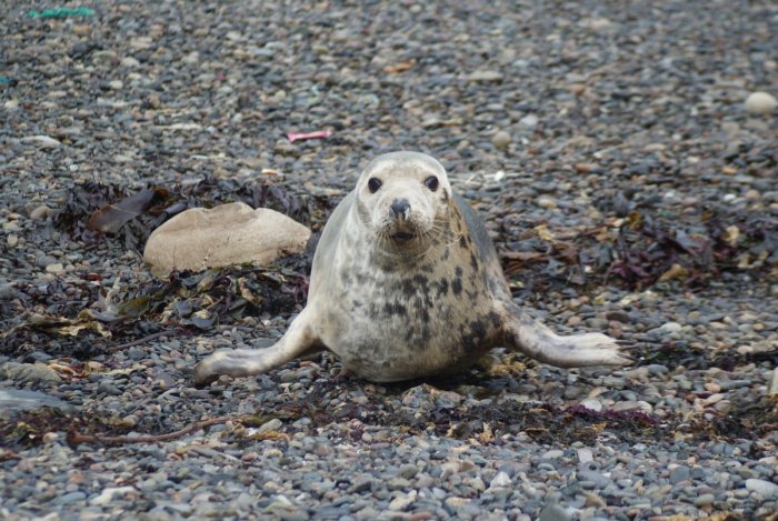 Приморские зоозащитники спасли и отпустили в море 14 тюленят