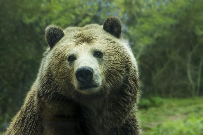 На Камчатке фактом для расследования стало массовое убийство медведей