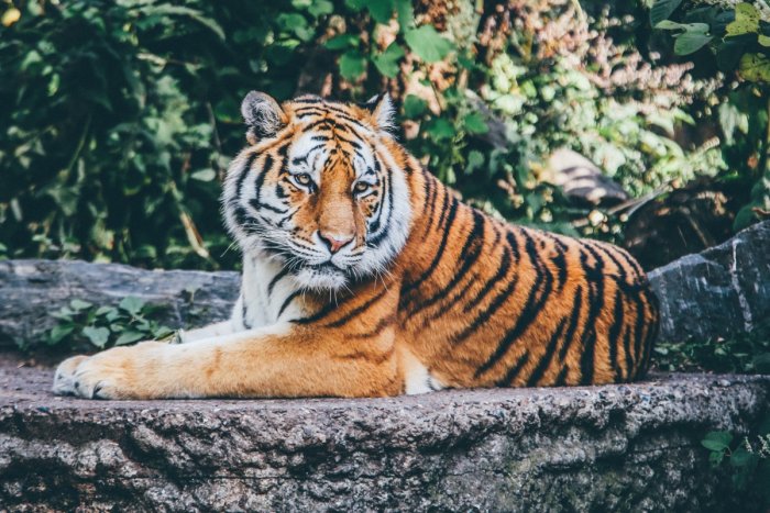 Полицейские установили личности подозреваемых в убийстве краснокнижного тигра в Приамурье