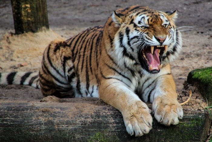 Убийство тигра в Приамурье оценили в 2,3 миллиона рублей