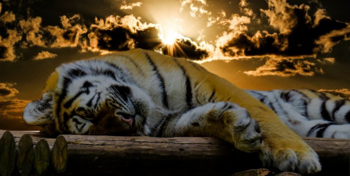 Два приморца попались на продаже шкуры амурского тигра