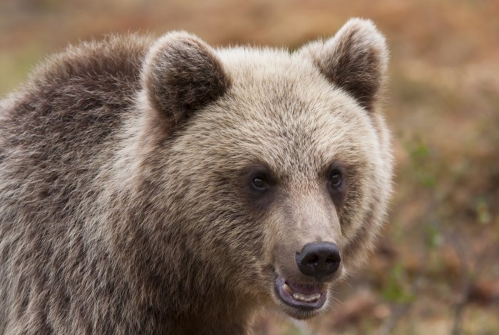 На Камчатке подводники убили медведицу с детенышем