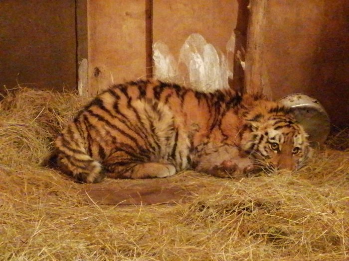 Травматологи совместно с ветеринарами спасли жизнь амурского тигренка
