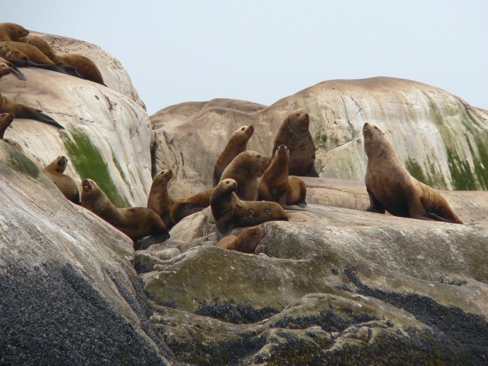 Сахалинских тюленей решили спасти от пластика