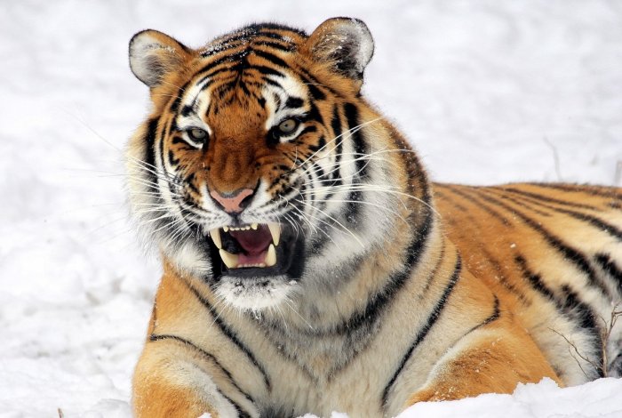Тигрицу от смерти спасли в Хабаровском крае