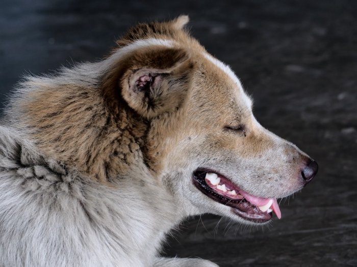 Власти Улан-Удэ просят разрешения на убийство бродячих собак