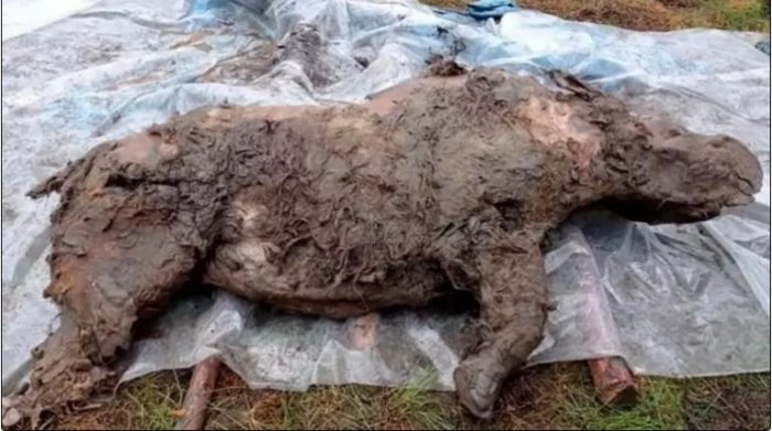 Жителям Якутии покажут шерстистого носорога