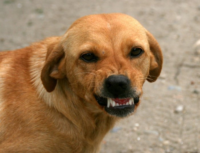 Бурятский депутат устроил мастер-класс по защите от собак