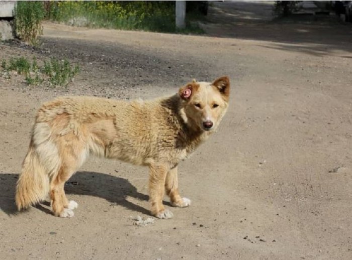 Новый способ заработка на собаках предложили власти Улан-Удэ