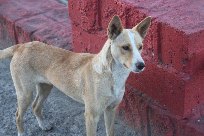 В амурском поселке возбудили дело из-за серии нападений собак