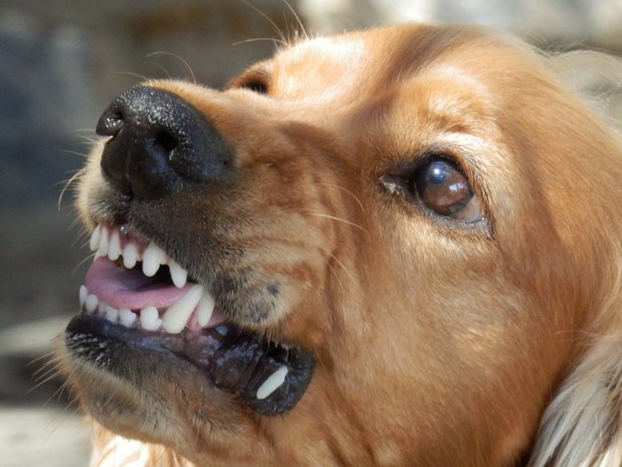 Сахалинскую школьницу покусала бродячая собака
