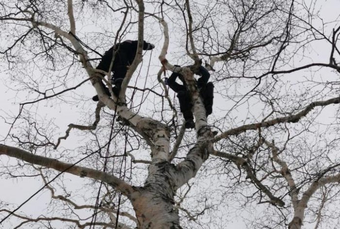 На Камчатке парапланерист застрял на дереве при посадке