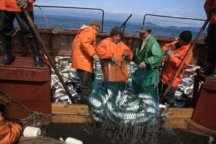Доходы двух крупнейших рыбопромышленников Камчатки в 2020 году превысили отчисления рыбной отрасли региона в бюджет России