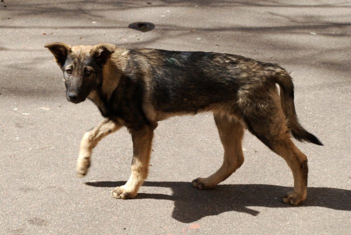 В Чите снова начались проблемы с бездомными собаками