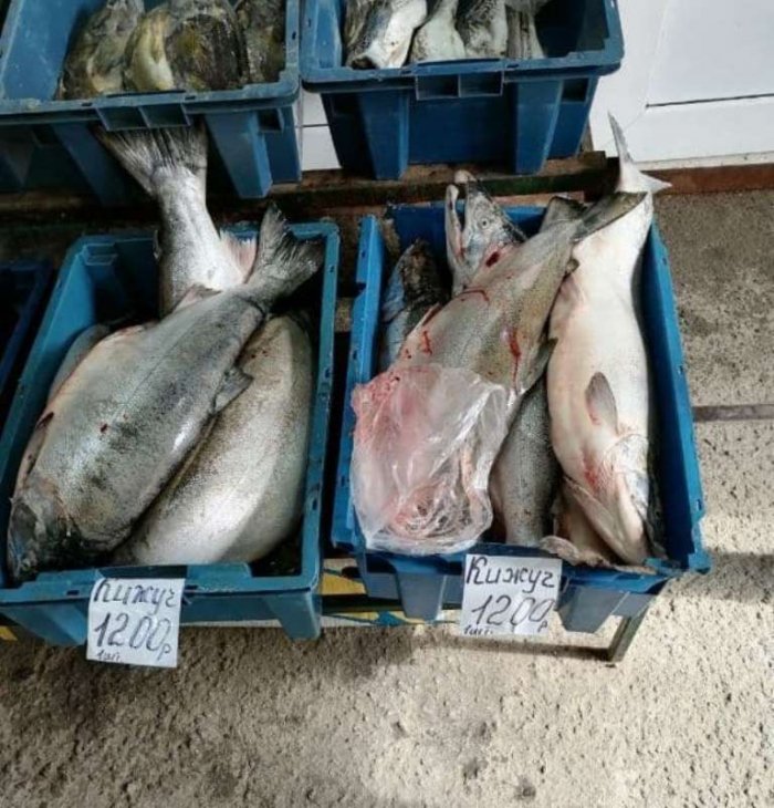 Цены на рыбу в «рыбном краю» - один кижуч в Магадане стоит более одной тысячи рублей