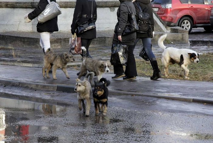 Насколько гуманен закон об «ответственном» отношении к животным в России?