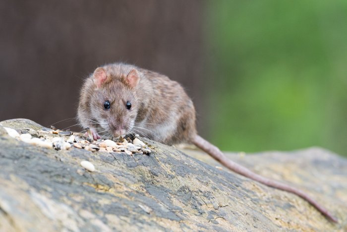 Грызут проводку, обшивку и не стесняются никого: крысы захватили столицу ДФО