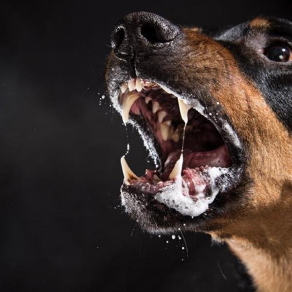В Якутске тратят десятки миллионов на бродячих собак – количество нападений растет