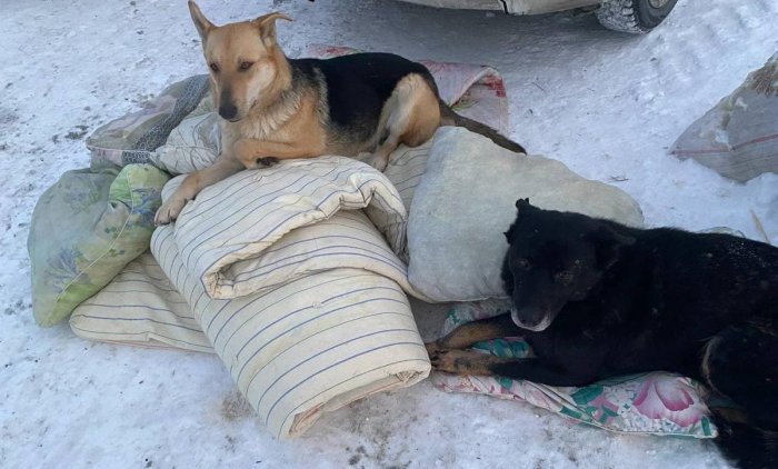 «У нас столько денег на детей не предусмотрено» - в Якутии требуют изменить ФЗ о бродячих собаках