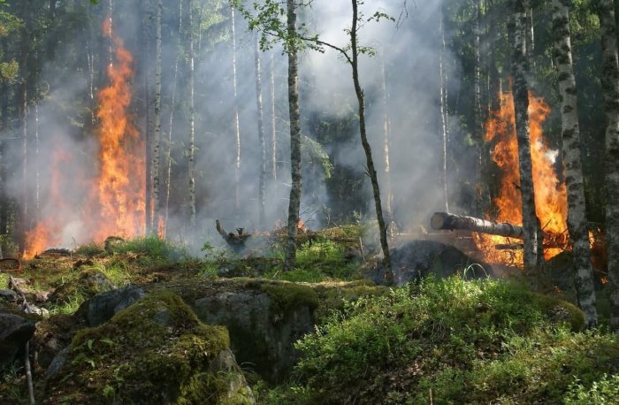 Якутия-2021: Отставка чудо-мэра, горящие леса, скандальные выборы, и настоящие герои