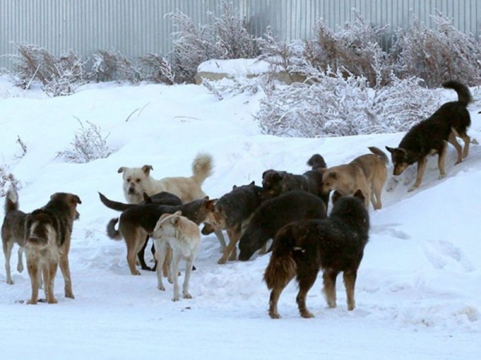 У Якутска заканчиваются средства на содержание бродячих собак в приютах