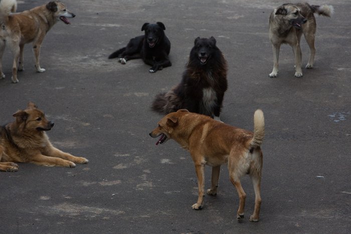 Бродячие собаки продолжают нападать на дальневосточников