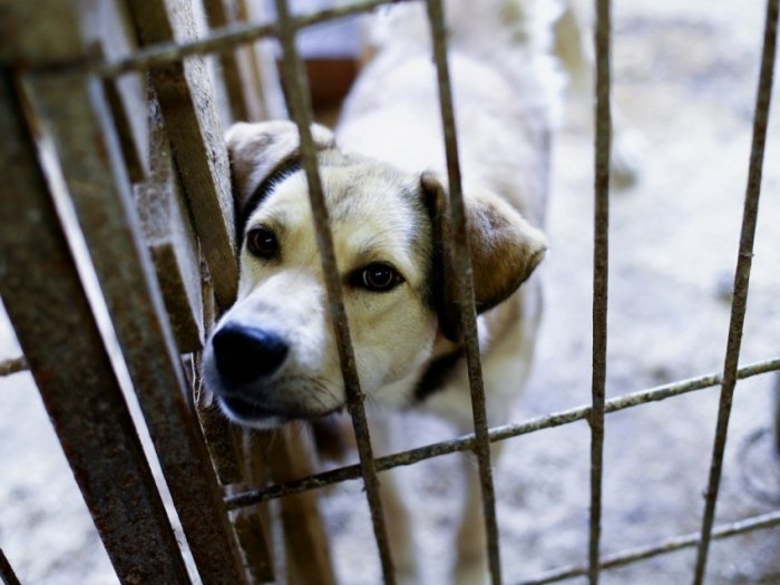 Забайкальский сенатор предложил разрешить усыпление бродячих собак
