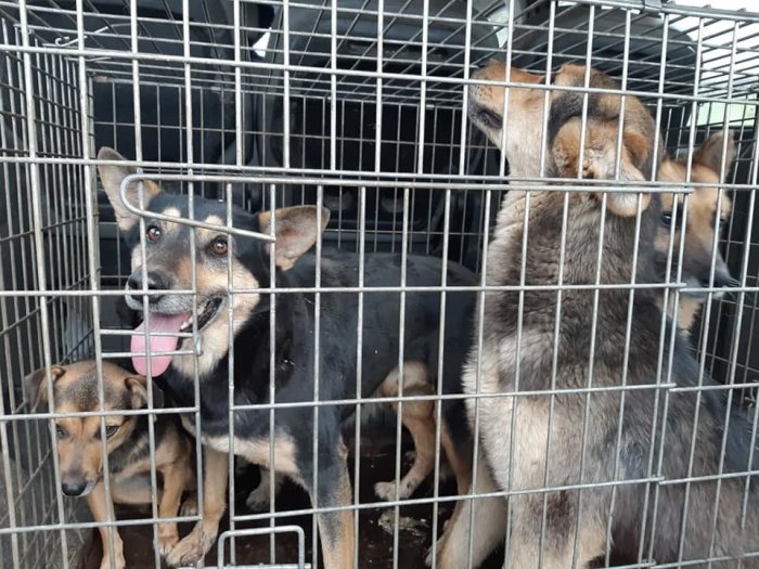 Бродячих собак из Якутии везут в Бурятию