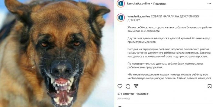 На Камчатке продолжаются нападения собак на детей и взрослых