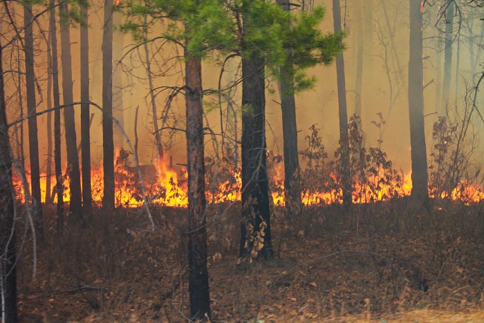 Приамурье оказалось лидером ДФО по готовности к лесным пожарам