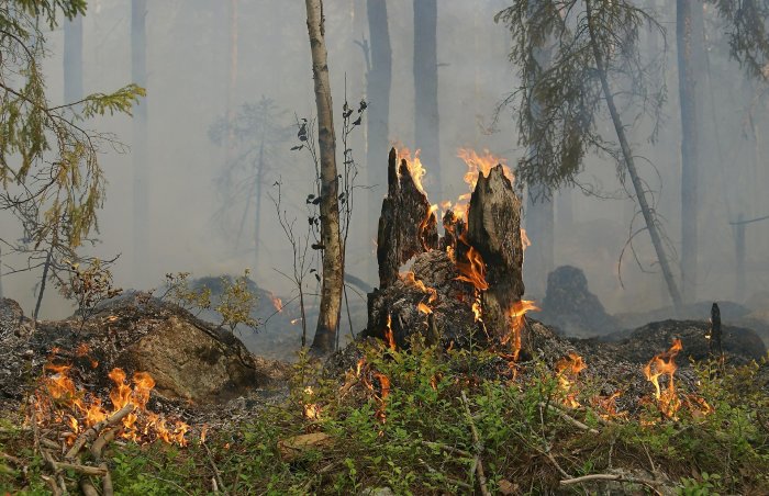 Бурятии оказалась в группе риска по лесным пожарам