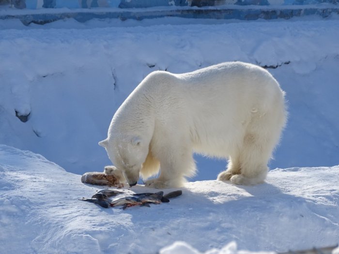 Белые медведи «Орто Дойду» санкций не боятся