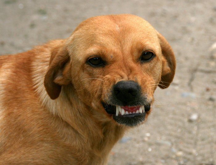 Собачья жизнь: Забайкалье остается зоной риска для детей
