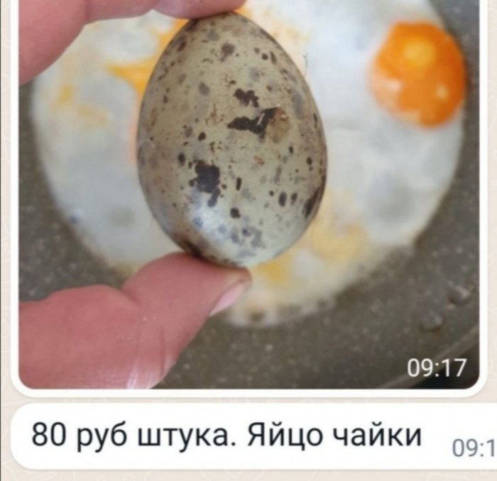 Жители Магадана переходят на яйца чаек по 800 рублей за десяток