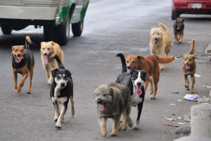 Госдума: депутаты готовы промаркировать каждую собаку