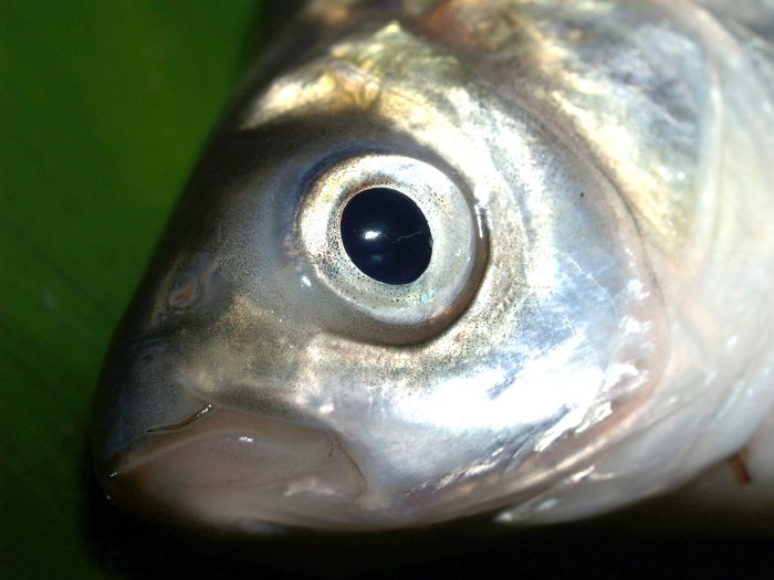 Замор Кенона: жители Забайкалья жалуются на дохлую рыбу в местном озере