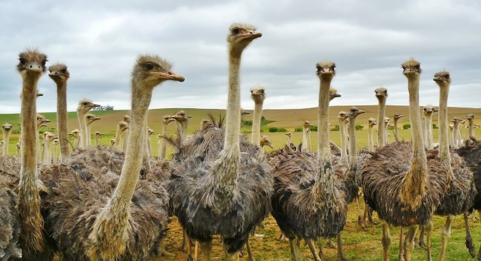 В Бурятии открылось частное страусиное ранчо