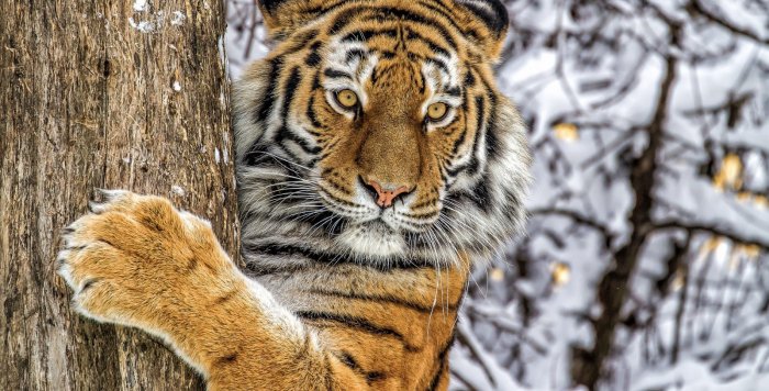 Во Владивостоке всем миром будем спасать тигров