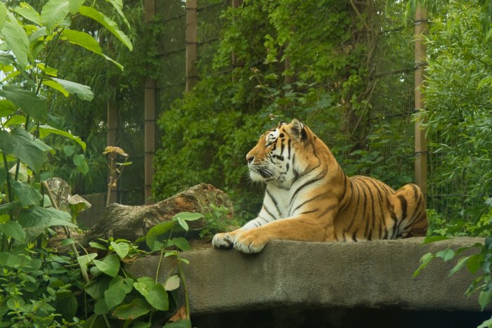 Китай и Россия разрабатывают совместные проекты по сохранению амурского тигра